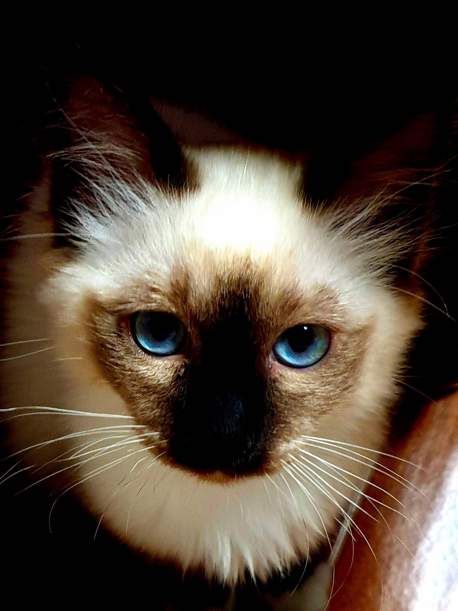 Hannibal a rejoint le concours — aidez-le/la à gagner de superbes lots ! balinese, birman, carnivore, cat, close_up, ear, eye, face, felidae, fur, head, himalayan, iris, mammal, nose, organ, siamese, small_to_medium_sized_cats, snout, whiskers