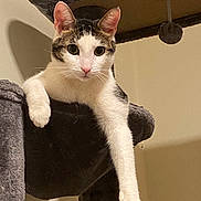 Buddy is registered to the contest to win money with this photo: animal, cat, cat_tree, cute, ears, feline, hanging_paw, household, indoor, looking, paw, pet, plush, relaxed, resting, shadow, tabby, wall, whiskers, white_fur