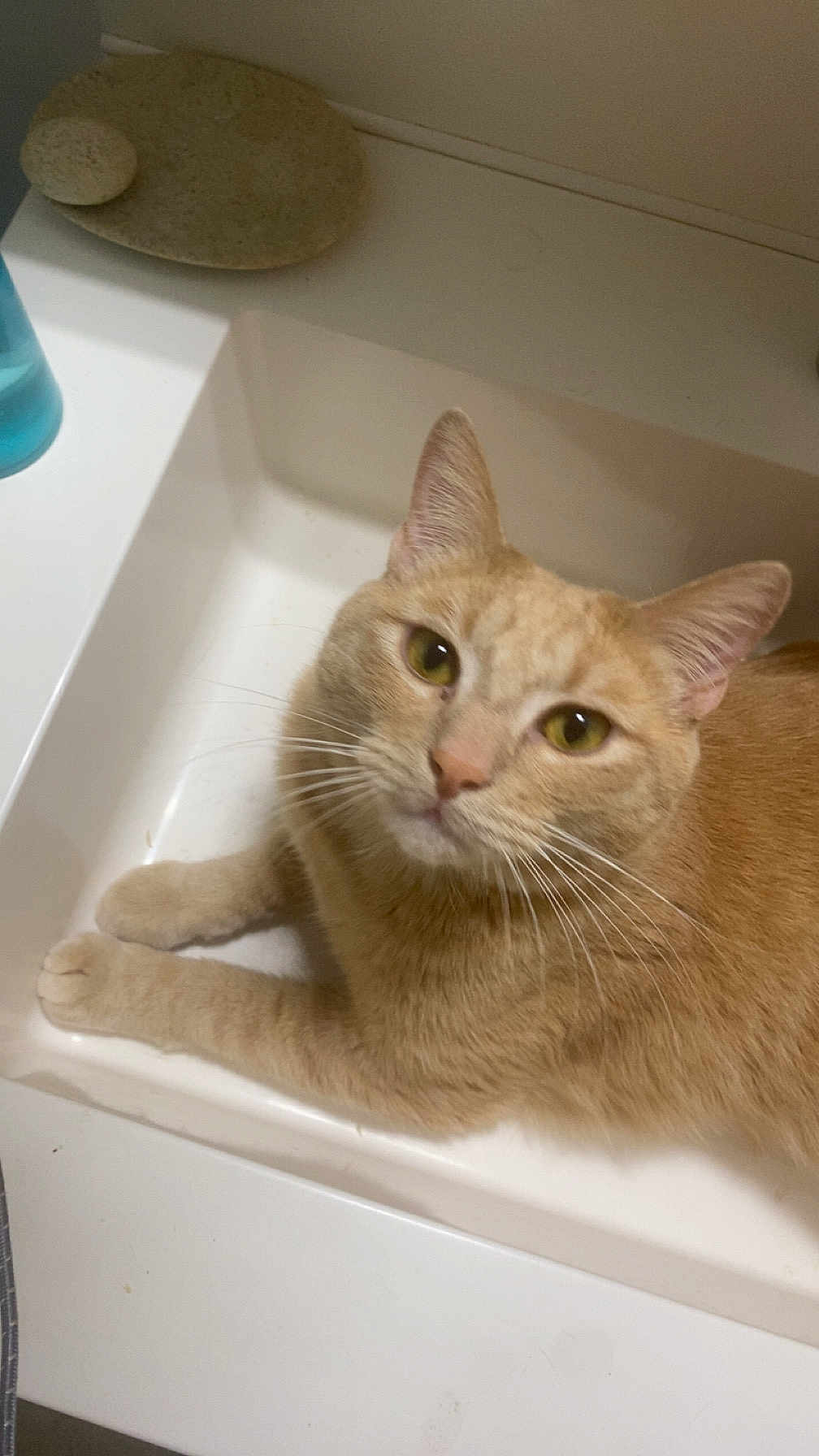 Vhagar participe au concours pour gagner de l'argent avec cette photo : cat, orange_tabby, sink, pet, animal, whiskers, ears, fur, domestic_cat, curious, bathroom, white, clean, resting, looking_up, close_up, indoor, cute, eyes, paws