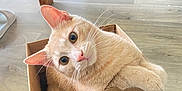 Vhagar a rejoint le concours — aidez-le/la à gagner de superbes lots ! cat, cardboard_box, indoor, floor, wooden_furniture, curious, pet, animal, whiskers, paw, beige, domestic_cat, relaxed, looking_up, box, home, flooring, heater, tape, playful
