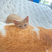 Vhagar a rejoint le concours — aidez-le/la à gagner de superbes lots ! kitten, cat, orange_cat, white_cat, resting, mattress, indoor, feline, fur, blue_eyes, cozy, window_light, sleepy, pets, animal, cute, domestic_cat, close_up, soft_light, peaceful