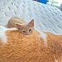kitten, cat, orange_cat, white_cat, resting, mattress, indoor, feline, fur, blue_eyes, cozy, window_light, sleepy, pets, animal, cute, domestic_cat, close_up, soft_light, peaceful