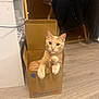 Vhagar a rejoint le concours — aidez-le/la à gagner de superbes lots ! cat, orange_tabby, cardboard_box, indoor, flooring, wood_floor, pet, animal, feline, sitting, curious, looking_at_camera, paws, box, cozy, household, room, furniture, relaxed, cute