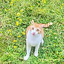 cat, orange_cat, white_cat, animal, pet, grass, wildflowers, yellow_flowers, nature, outdoor, greenery, meadow, cute, curious, tongue_out, feline, close_up, summer, daylight, playful