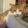 cat, person, striped_shirt, orange_cat, white_cat, indoor, relaxed, lap, smile, glasses, hand, furniture, cozy, pet, companion, stretching, warm_lighting, closeup, casual, home