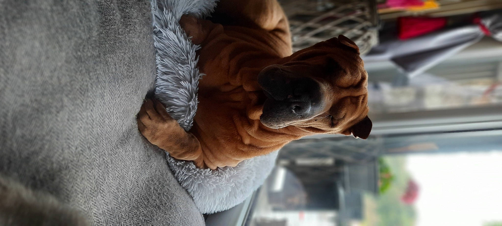 Helly a rejoint le concours — aidez-le/la à gagner de superbes lots ! art, canidae, carnivore, companion_dog, dog, dog_breed, door, fawn, foot, liver, plant, sculpture, snout, sporting_group, statue, tree, window, wood, working_animal, wrinkle