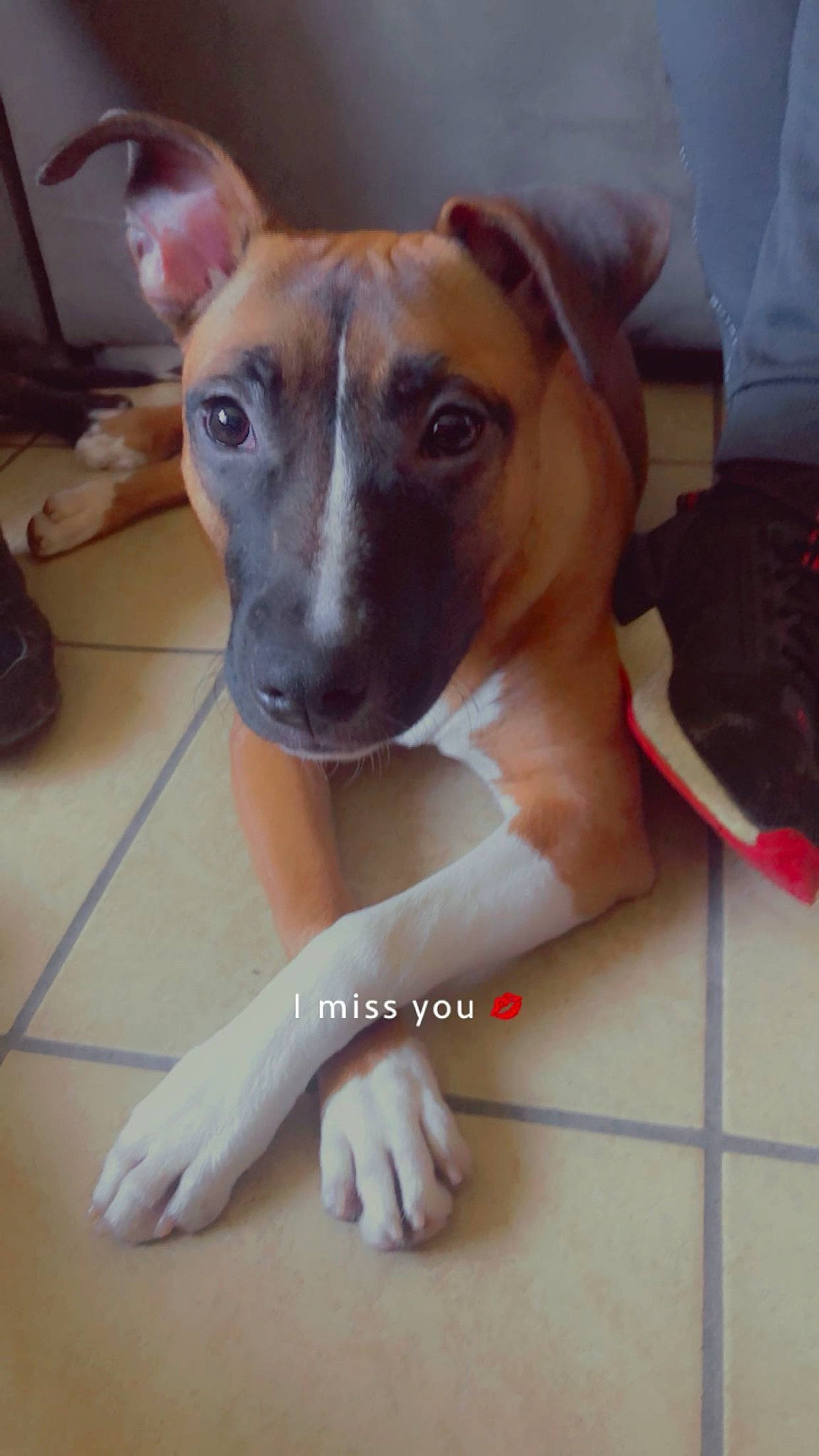 Gaya a rejoint le concours — aidez-le/la à gagner de superbes lots ! ancient_dog_breeds, canidae, carnivore, collar, companion_dog, dog, dog_breed, dog_collar, dog_supply, fawn, flooring, non_sporting_group, sighthound, snout, sporting_group, terrestrial_animal, toy_dog, whiskers, working_animal