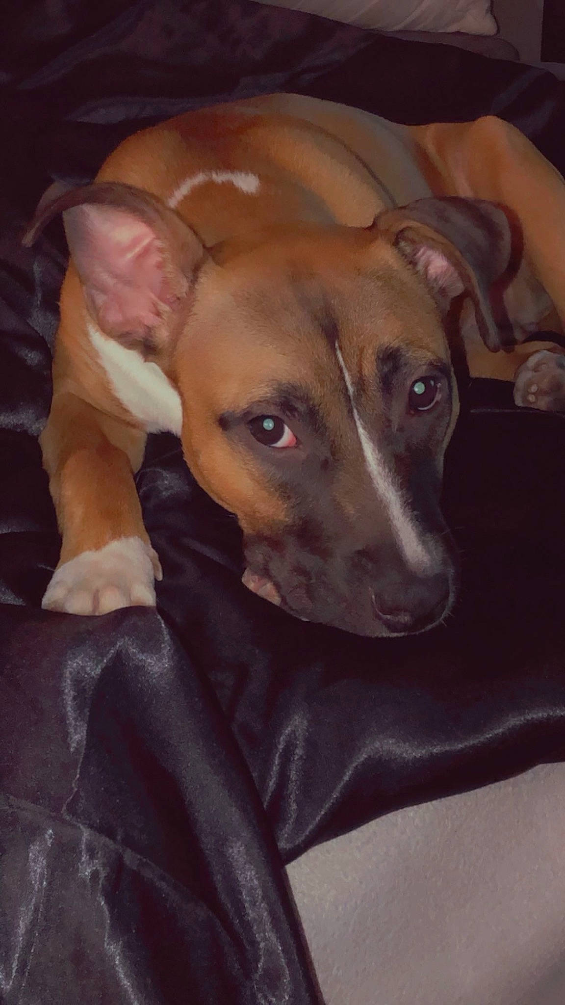 Gaya participe au concours pour gagner de l'argent avec cette photo : canidae, carnivore, companion_dog, dog, dog_breed, fawn, guard_dog, non_sporting_group, pet_supply, rampur_greyhound, sighthound, snout, sporting_group, terrestrial_animal, whiskers, working_animal