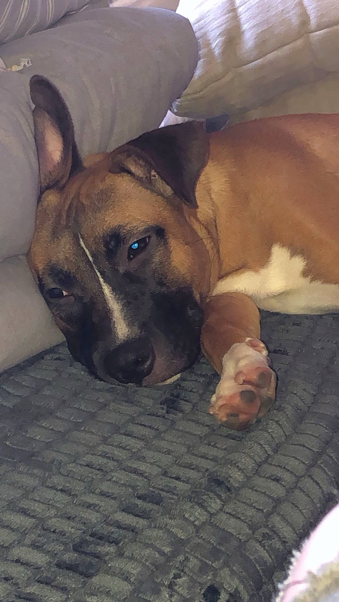 Gaya a rejoint le concours — aidez-le/la à gagner de superbes lots ! bored, canidae, carnivore, comfort, companion_dog, dog, dog_breed, ear, fawn, fur, guard_dog, nap, paw, puppy, snout, sporting_group, terrestrial_animal, whiskers, working_animal, wrinkle