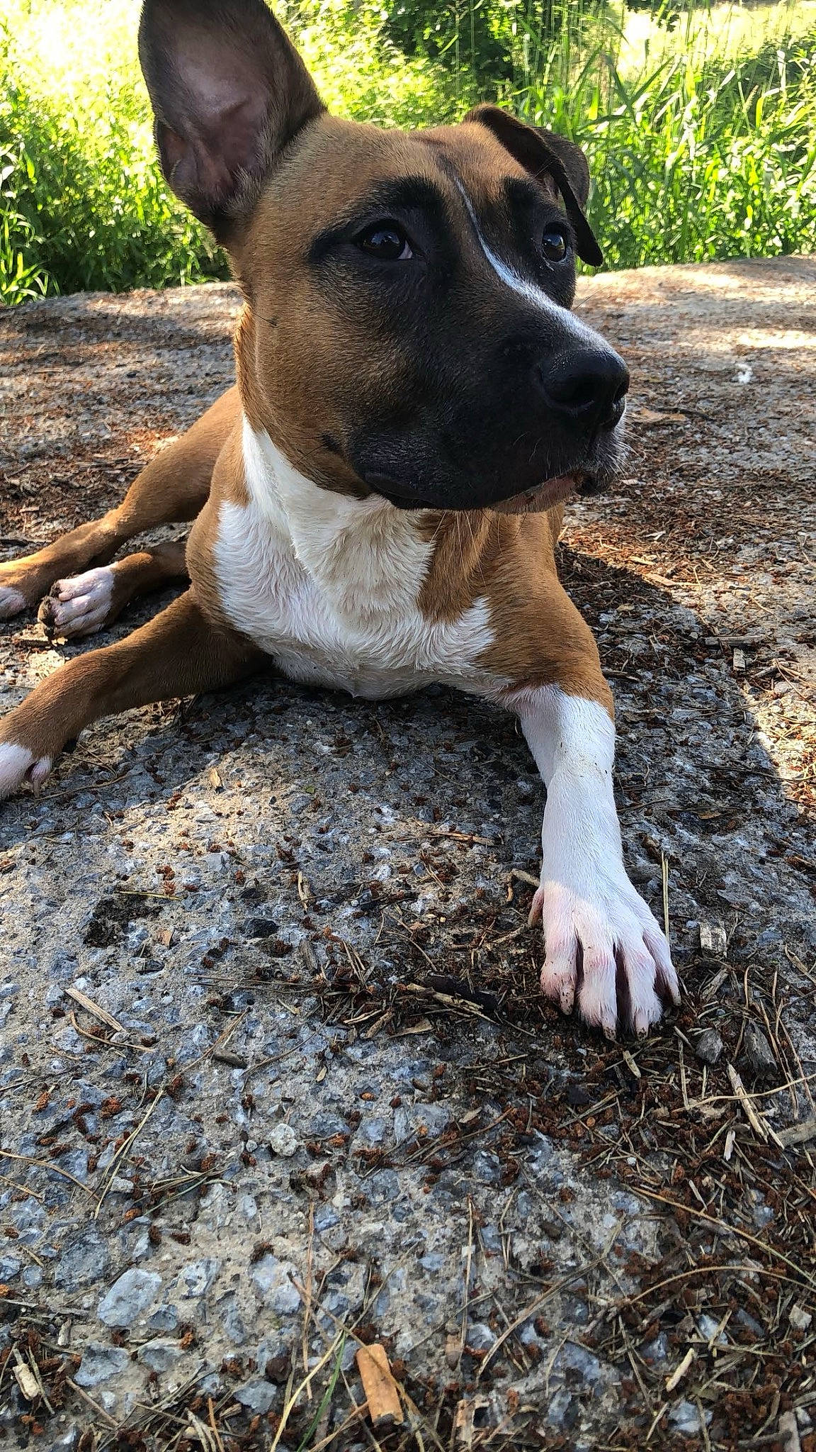 Gaya a rejoint le concours — aidez-le/la à gagner de superbes lots ! bored, canidae, carnivore, collar, companion_dog, dog, dog_breed, dog_collar, fawn, grass, guard_dog, molosser, plant, snout, soil, sporting_group, terrestrial_animal, whiskers, working_animal, working_dog