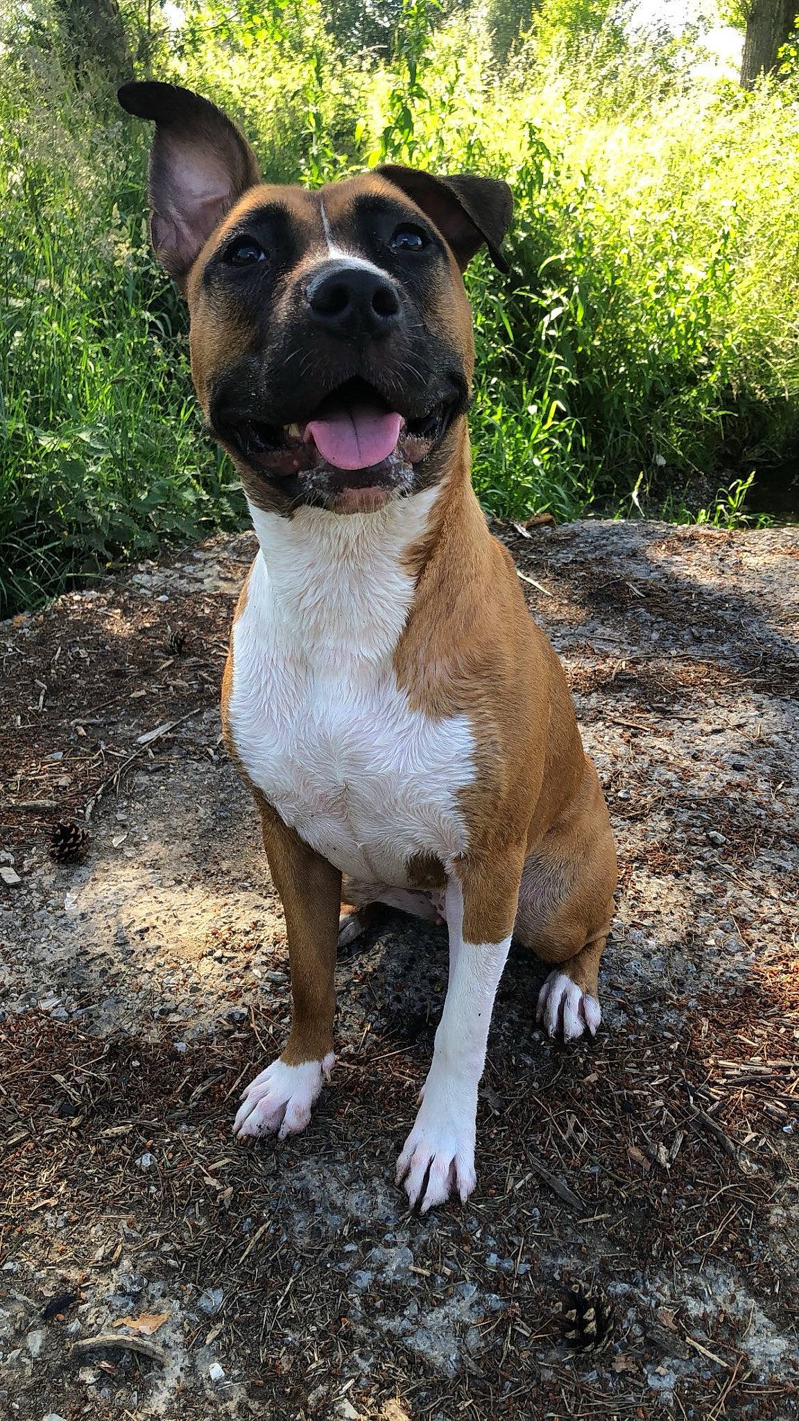 Gaya participe au concours pour gagner de l'argent avec cette photo : carnivore, collar, companion_dog, dog, dog_breed, dog_collar, fawn, grass, hunting_dog, liver, molosser, non_sporting_group, plant, snout, soil, sporting_group, terrestrial_animal, whiskers, working_animal, working_dog