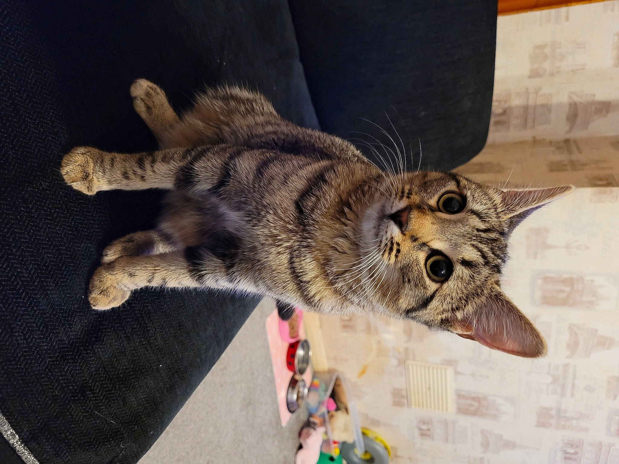 Pips is registered to the contest to win money with this photo: art, bird, bird_of_prey, carnivore, cat, claw, domestic_short_haired_cat, falconiformes, felidae, fur, owl, paw, small_to_medium_sized_cats, snout, tail, terrestrial_animal, whiskers, wing