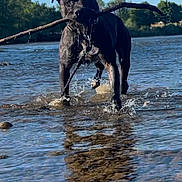 Tayson participe au concours pour gagner de l'argent avec cette photo : dog, black_dog, water, stick, reflection, outdoor, river, nature, sunlight, blue_sky, trees, happy, playful, animal, pet, summer, shallow_water, walking, canine, daytime
