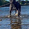 dog, black_dog, water, stick, reflection, outdoor, river, nature, sunlight, blue_sky, trees, happy, playful, animal, pet, summer, shallow_water, walking, canine, daytime