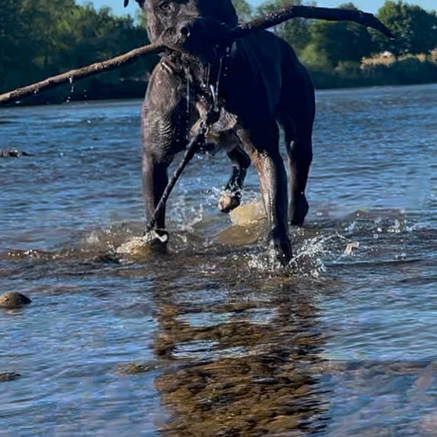 Tayson participe au concours pour gagner de l'argent avec cette photo : dog, black_dog, water, stick, reflection, outdoor, river, nature, sunlight, blue_sky, trees, happy, playful, animal, pet, summer, shallow_water, walking, canine, daytime