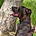 Tayson