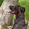 animal, black_dog, canine, collar, daylight, dog, fur, grass, happy, leash, muzzle, nature, outdoor, owner_hand, park, paw, pet, sunny, tongue_out, tree