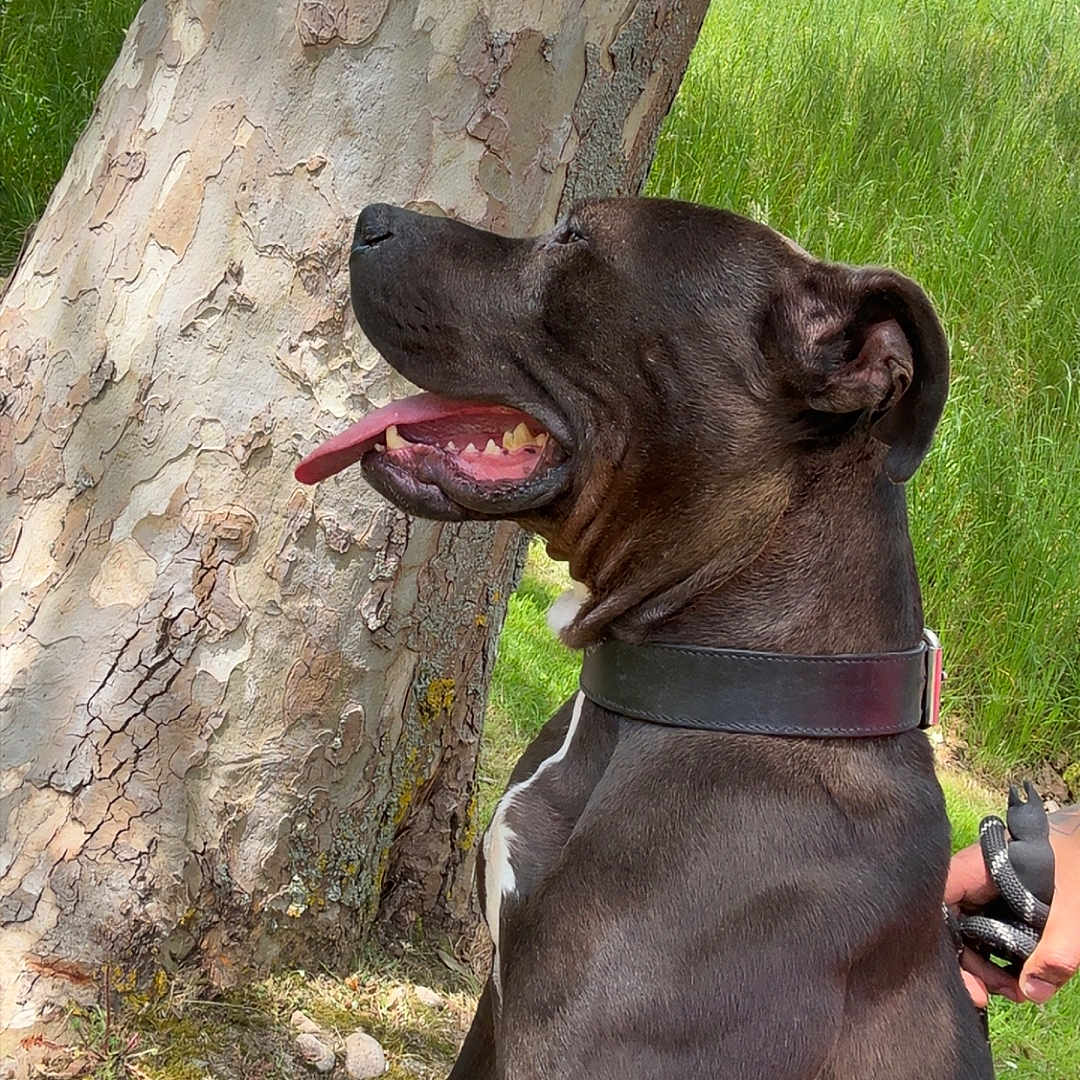 Tayson