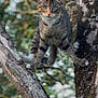 cat, tabby_cat, tree, branch, animal, outdoor, nature, fur, green_eyes, perched, wildlife, mammal, climbing, curious, closeup, pet, whiskers, paws, bark, forest