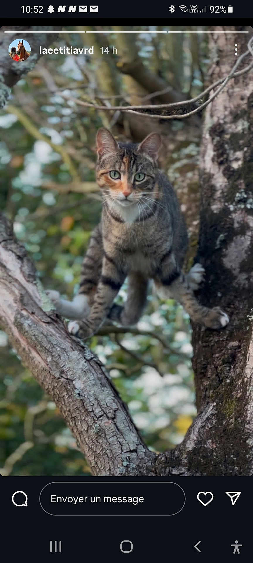 Vaïna participe au concours pour gagner de l'argent avec cette photo : cat, tabby_cat, tree, branch, animal, outdoor, nature, fur, green_eyes, perched, wildlife, mammal, climbing, curious, closeup, pet, whiskers, paws, bark, forest