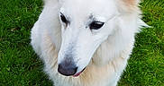 Lipsy participe au concours pour gagner de l'argent avec cette photo : animal, calm, canine, closeup, daylight, dog, domestic_animal, ears, fur, gentle, grass, green, lawn, nature, outdoor, pet, portrait, side_view, standing, white_dog