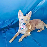 Cinco joined the competition — help win amazing prizes! dog, pet, canine, tan_fur, large_ears, tongue_out, blue_couch, indoor, relaxed, happy, fur, animal, mammal, domestic_animal, laying_down, comfortable, home, portrait, friendly, cute