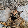 cat, tortoiseshell, green_eyes, pet, feline, fur, whiskers, relaxed, lying_down, floor, tiles, woven_mats, domestic_animal, cute, looking_up, close_up, animal, indoor, calm, resting