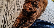 Pixie participe au concours pour gagner de l'argent avec cette photo : cat, tortoiseshell_cat, table, tablecloth, pattern, bottle, decor, jacket, fabric, indoor, home, furniture, yellow_chair, relaxing, stretching, pet, animal, cozy, warm, daylight