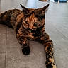 cat, tortoiseshell_cat, pet, animal, indoor, floor, tile_floor, paw, stretching, feline, domestic, home, food_bowl, door, relaxed, lying_down, whiskers, ears, fur, closeup