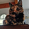 cat, tortoiseshell, pet, animal, feline, indoors, wood, fur, whiskers, ears, face, eyes, table, curious, resting, closeup, domestic, cute, cozy, natural_light