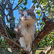 Luna a rejoint le concours — aidez-le/la à gagner de superbes lots ! cat, tree, branch, outdoor, nature, green_leaves, blue_sky, fluffy, fur, animal, pet, whiskers, pink_nose, curious, sunlight, daytime, close_up, mammal, collar, wildlife