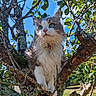 cat, tree, branch, outdoor, nature, green_leaves, blue_sky, fluffy, fur, animal, pet, whiskers, pink_nose, curious, sunlight, daytime, close_up, mammal, collar, wildlife