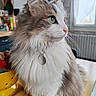 Luna participe au concours pour gagner de l'argent avec cette photo : cat, fluffy, green_eyes, portrait, indoor, window, table, domestic_animal, feline, fur, whiskers, collar, pet, looking_away, close_up, natural_light, household, curtain, radiator, yellow_bowl