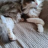 Luna a rejoint le concours — aidez-le/la à gagner de superbes lots ! cat, fluffy, relaxed, beige, blanket, couch, indoor, pet, feline, fur, whiskers, basket, home, cozy, resting, paw, animal, domestic, side_view, calm