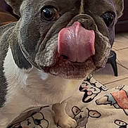 Violet is registered to the contest to win money with this photo: french_bulldog, dog, tongue_out, blanket, dog_pattern, indoor, pet, close_up, cute, animal, ears, floor, home, furniture, canine, companion, domestic, mammal, playful, curious