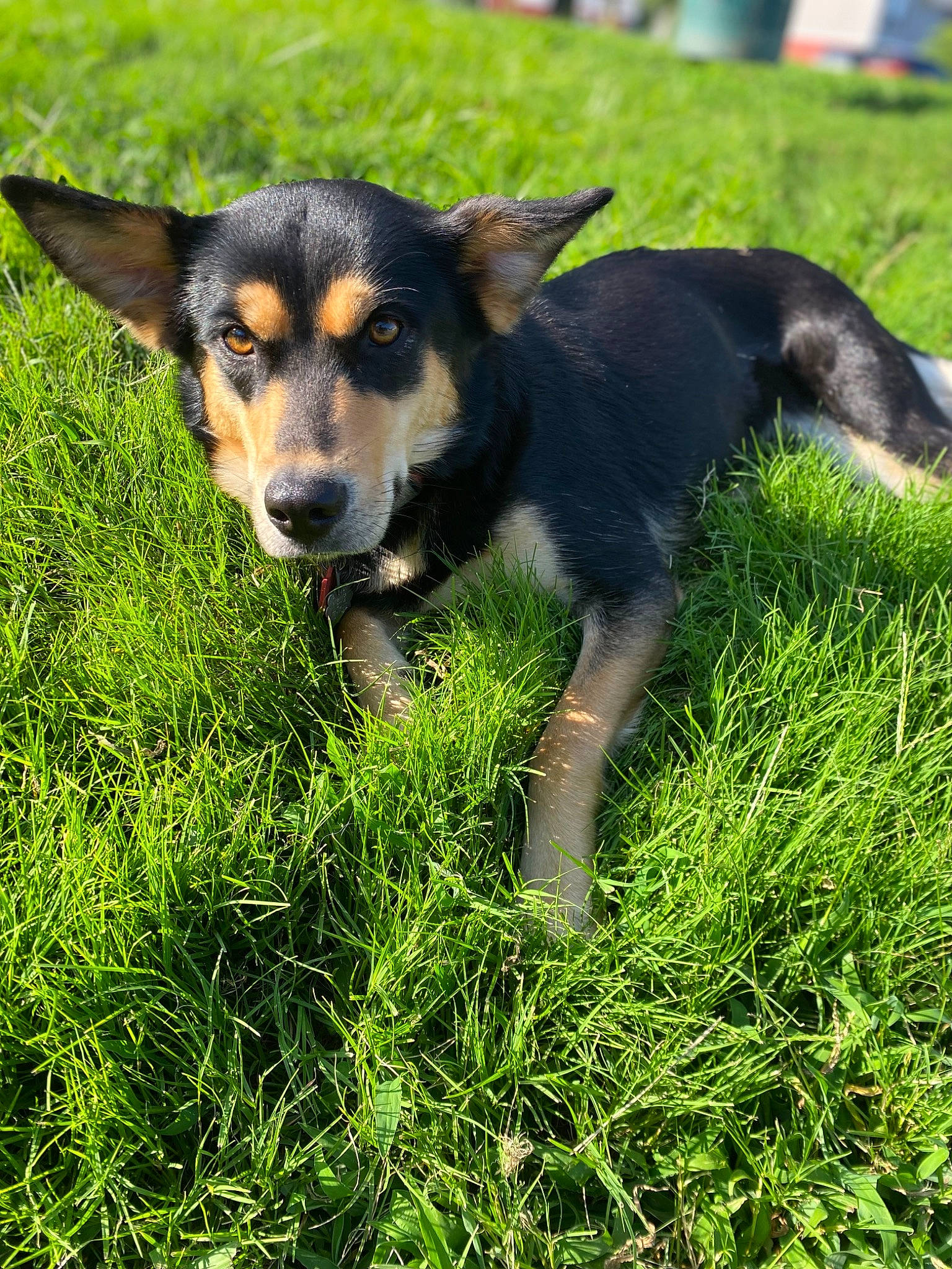 Eva is registered to the contest to win money with this photo: canidae, carnivore, companion_dog, dog, dog_breed, grass, grassland, green, groundcover, herding_dog, hunting_dog, plant, puppy, snout, sporting_group, terrestrial_animal, whiskers, working_animal, working_dog