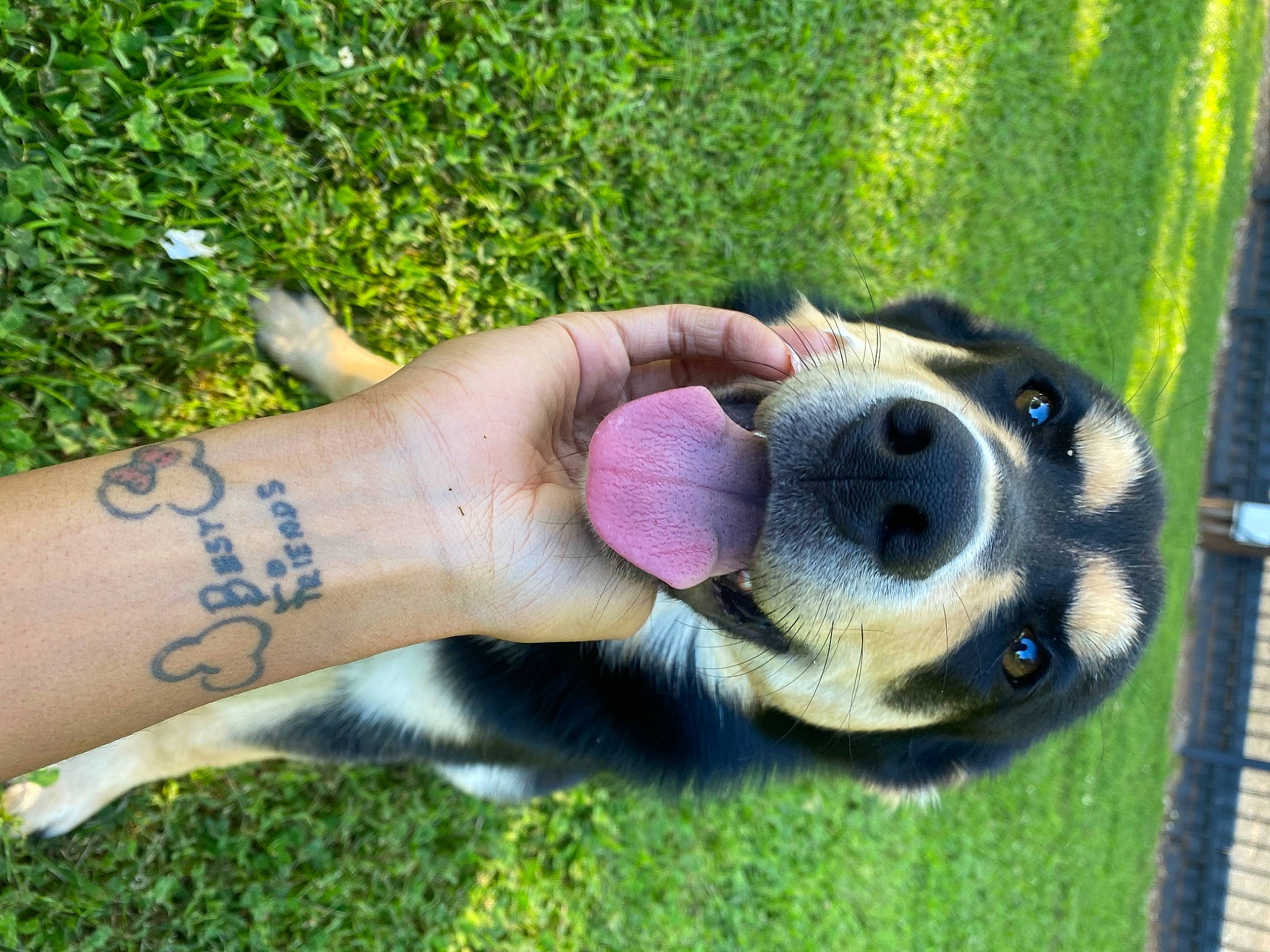 Eva is registered to the contest to win money with this photo: ball, barefoot, carnivore, companion_dog, dog, dog_breed, fawn, fence, finger, foot, gesture, grass, handwriting, human_leg, nail, people_in_nature, plant, snout, thumb, wrist