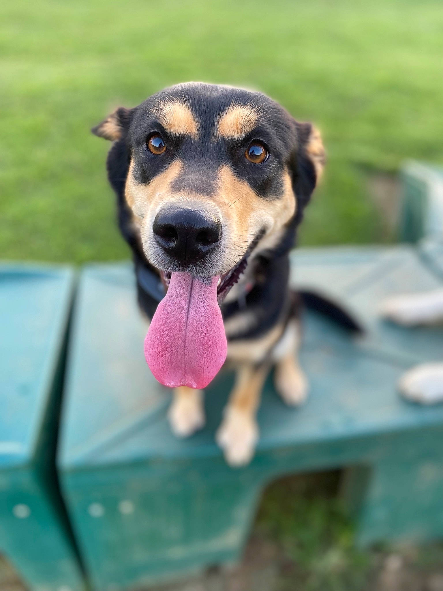 Eva joined the competition — help win amazing prizes! canidae, carnivore, collar, companion_dog, dog, dog_breed, fawn, grass, guard_dog, hunting_dog, leisure, outdoor_furniture, paw, plant, puppy, recreation, snout, sporting_group, table, working_dog