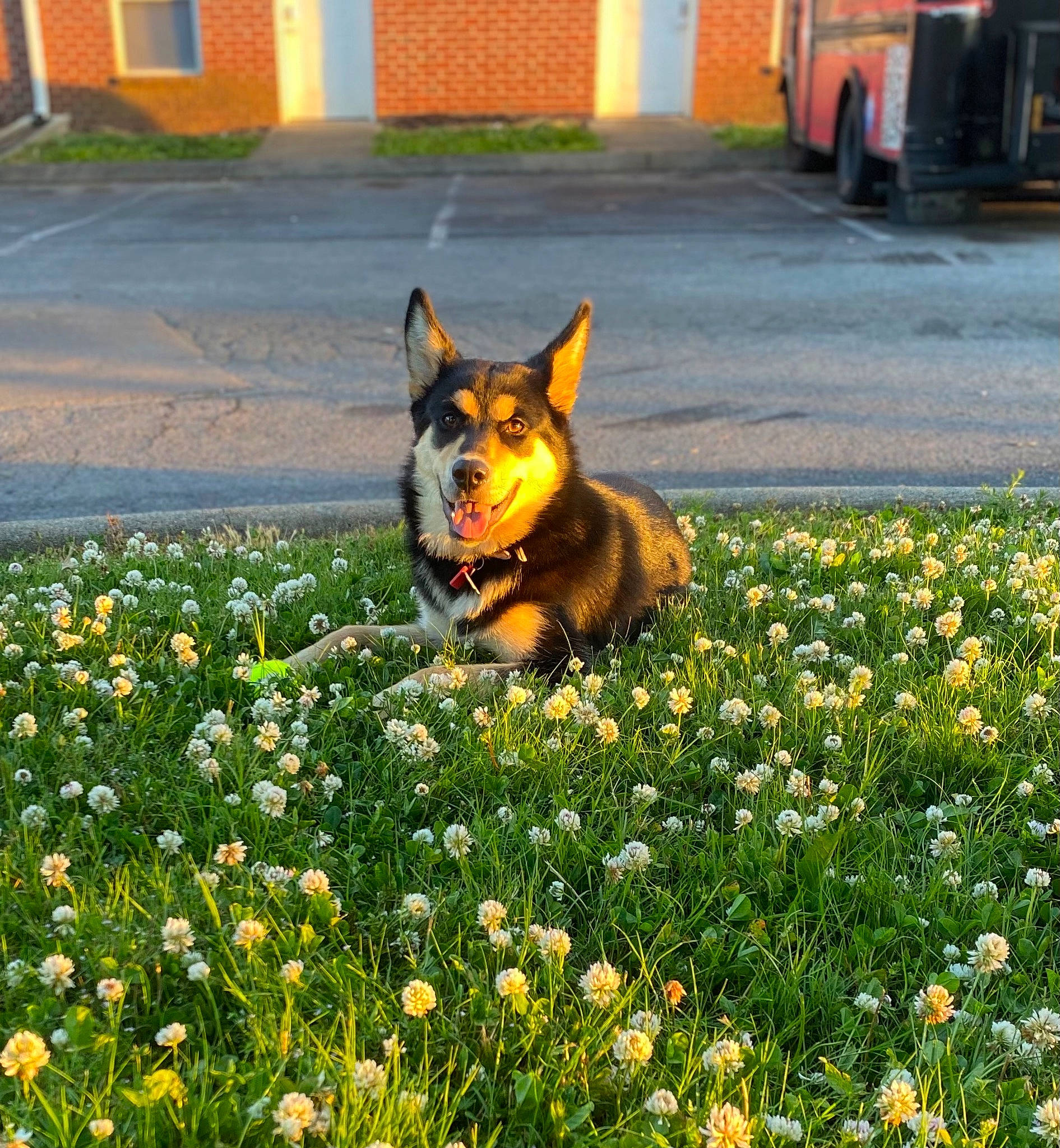 Eva is registered to the contest to win money with this photo: carnivore, companion_dog, dog, dog_breed, door, fawn, flower, flowering_plant, grass, grassland, groundcover, herbaceous_plant, lawn, people_in_nature, petal, plant, shrub, sporting_group, tail, tree