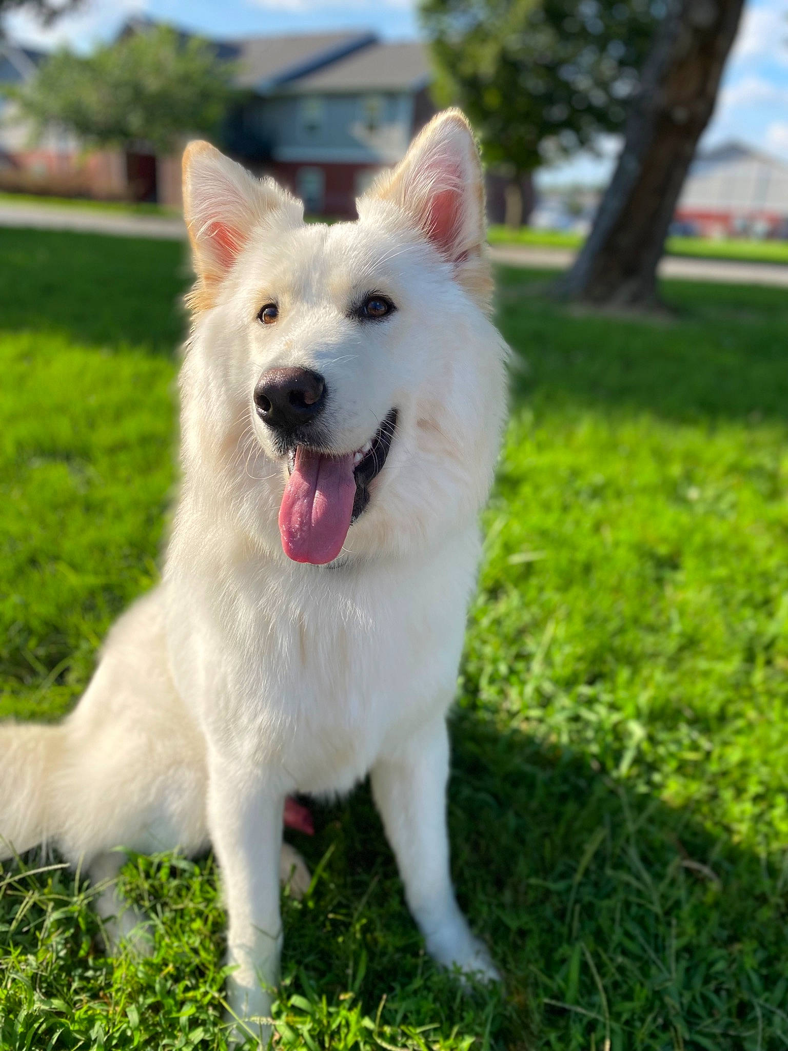 Apollo is registered to the contest to win money with this photo: canidae, carnivore, cloud, collar, companion_dog, dog, dog_breed, fang, grass, happy, plant, shout, sky, snout, sporting_group, tail, terrestrial_animal, tree, working_animal, working_dog