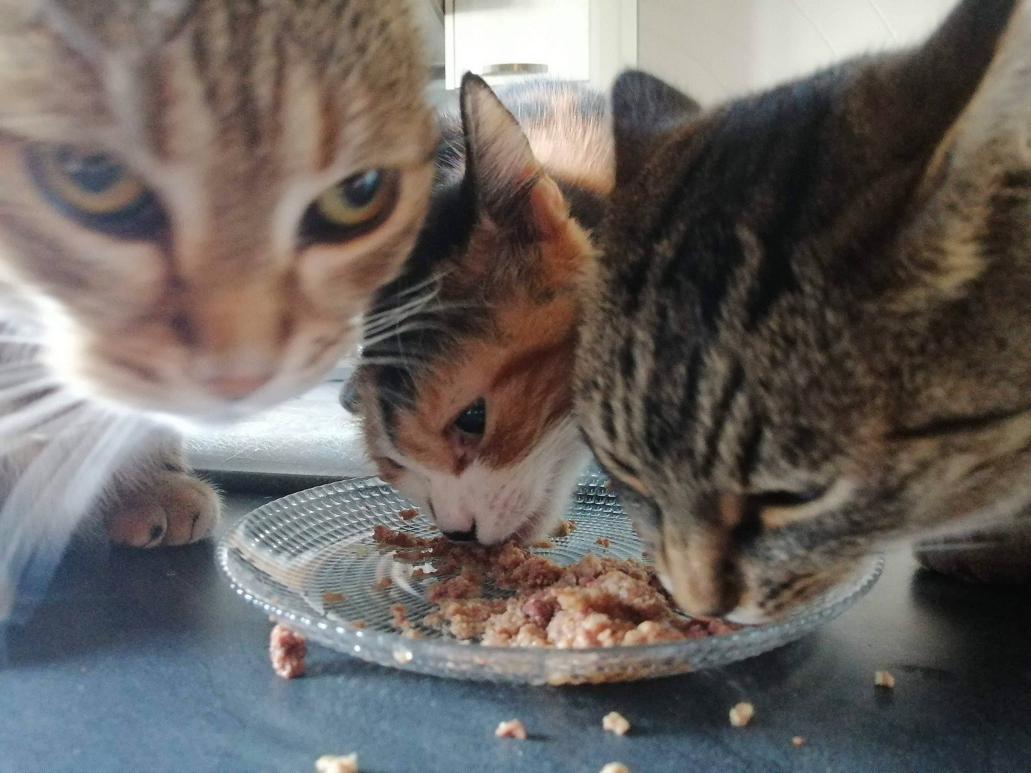 Caline participe au concours pour gagner de l'argent avec cette photo : animal_feed, carnivore, cat, cat_food, cat_supply, comfort, domestic_short_haired_cat, felidae, food, fur, paw, pet_food, pet_supply, plate, recipe, small_animal_food, small_to_medium_sized_cats, snout, tableware, whiskers