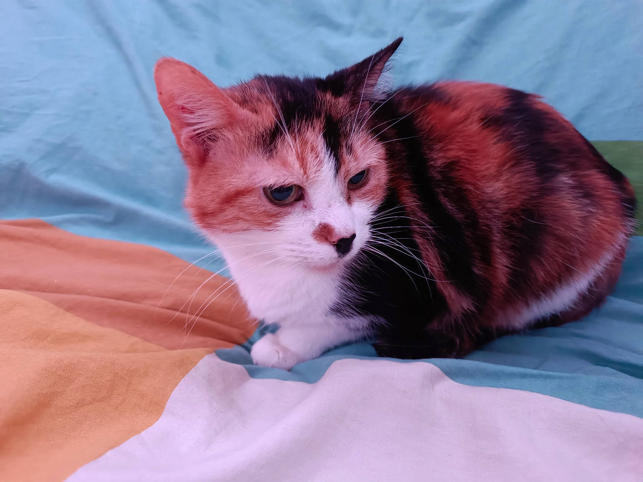 Caline a rejoint le concours — aidez-le/la à gagner de superbes lots ! carnivore, cat, claw, comfort, domestic_short_haired_cat, electric_blue, fawn, felidae, fur, paw, small_to_medium_sized_cats, snout, tail, whiskers, window