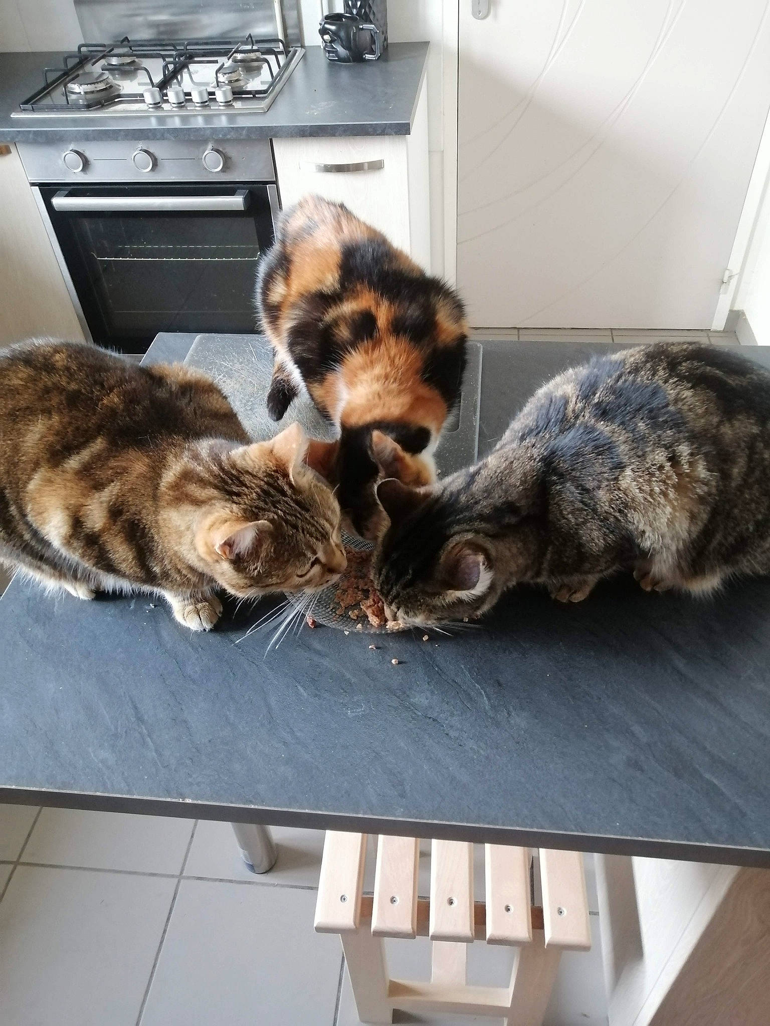 Caline a rejoint le concours — aidez-le/la à gagner de superbes lots ! carnivore, cat, claw, comfort, cooktop, domestic_short_haired_cat, felidae, fur, gas_stove, home_appliance, kitchen_stove, mammal, metal, room, small_to_medium_sized_cats, tail, terrestrial_animal, vertebrate, whiskers, wood