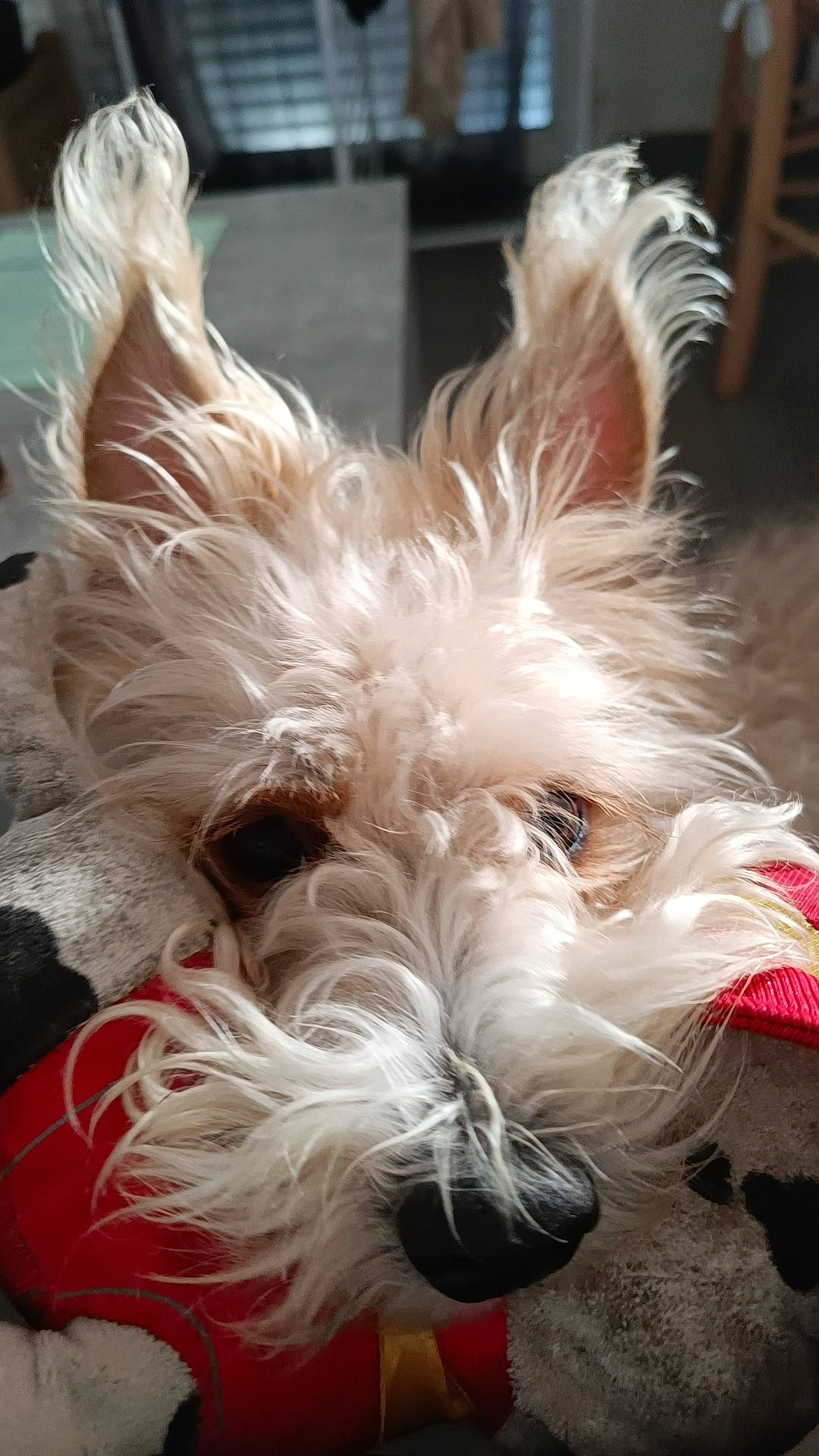 Canaille participe au concours pour gagner de l'argent avec cette photo : biewer_terrier, biting, canidae, carnivore, companion_dog, dog, dog_breed, dog_supply, ear, event, fawn, fur, liver, small_terrier, snout, sporting_group, tail, terrier, toy_dog, water_dog