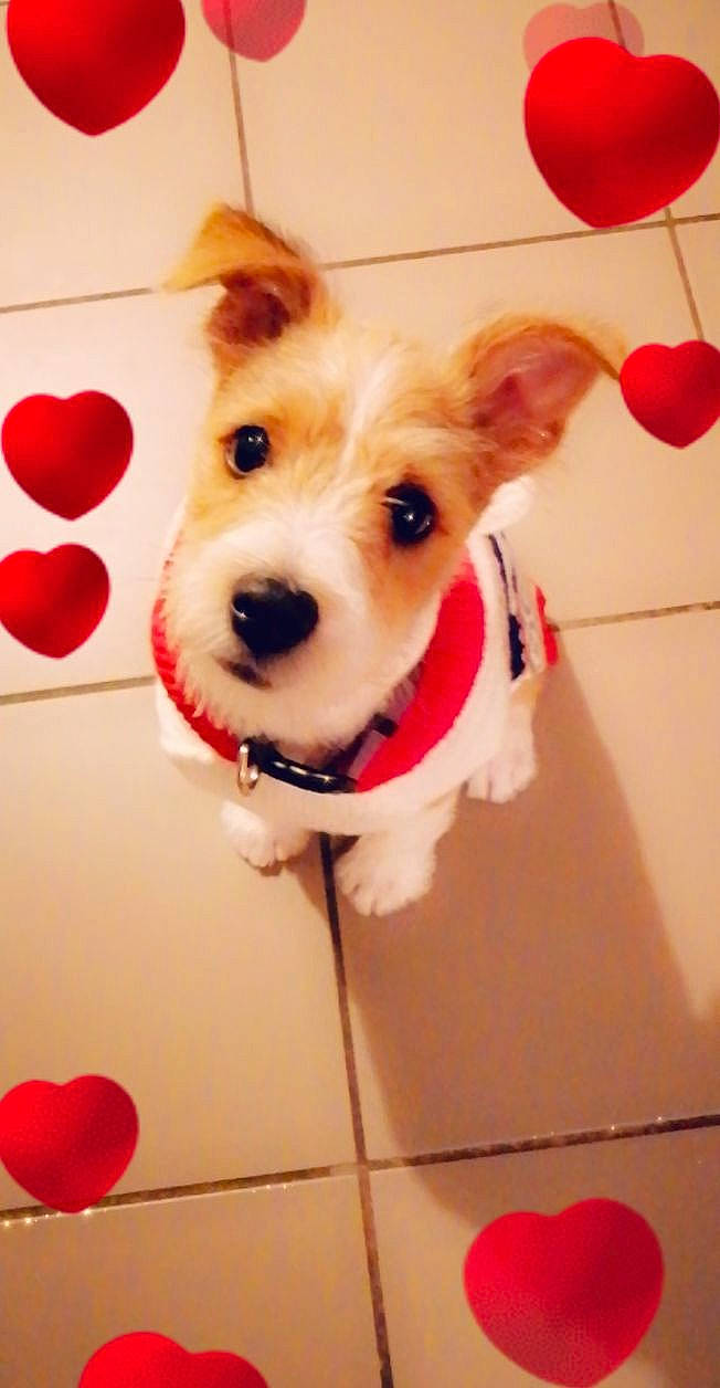 Canaille a rejoint le concours — aidez-le/la à gagner de superbes lots ! canidae, carnivore, collar, companion_dog, dog, dog_breed, dog_clothes, dog_collar, dog_supply, event, fashion_accessory, fawn, happy, organ, red, smile, snout, whiskers, white, working_animal