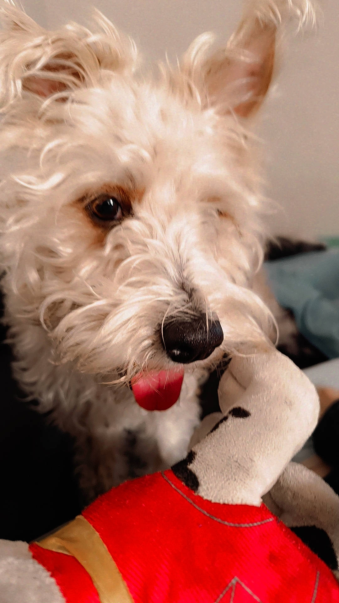 Canaille participe au concours pour gagner de l'argent avec cette photo : canidae, carnivore, collar, comfort, companion_dog, dog, dog_breed, dog_collar, dog_supply, fur, non_sporting_group, paw, small_terrier, sporting_group, terrier, toy_dog, water_dog, working_animal