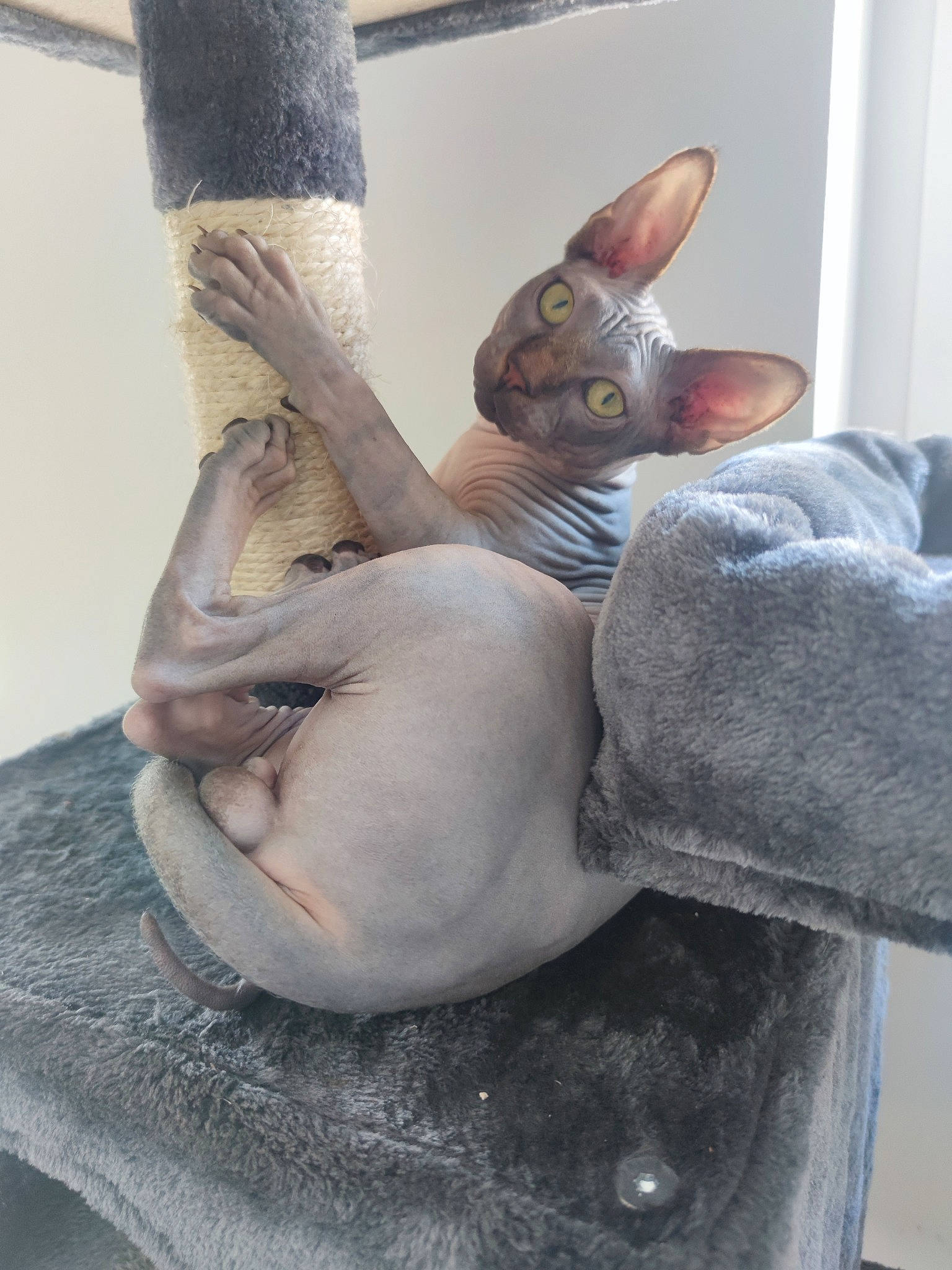 Safran participe au concours pour gagner de l'argent avec cette photo : art, artifact, carnivore, cat, clay, comfort, cone, ear, elbow, fawn, felidae, gesture, grey, metal, small_to_medium_sized_cats, snout, sphynx, tail, toy, whiskers