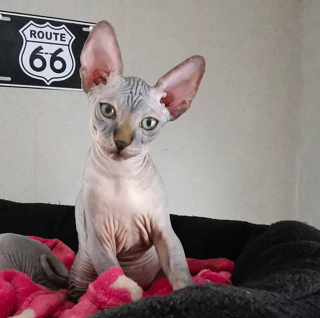 Safran a rejoint le concours — aidez-le/la à gagner de superbes lots ! carmine, carnivore, cat, comfort, devon_rex, donskoy, ear, eye, fawn, felidae, peterbald, rex_cat, small_to_medium_sized_cats, snout, sphynx, tail, terrestrial_animal, toy, ukrainian_levkoy, whiskers