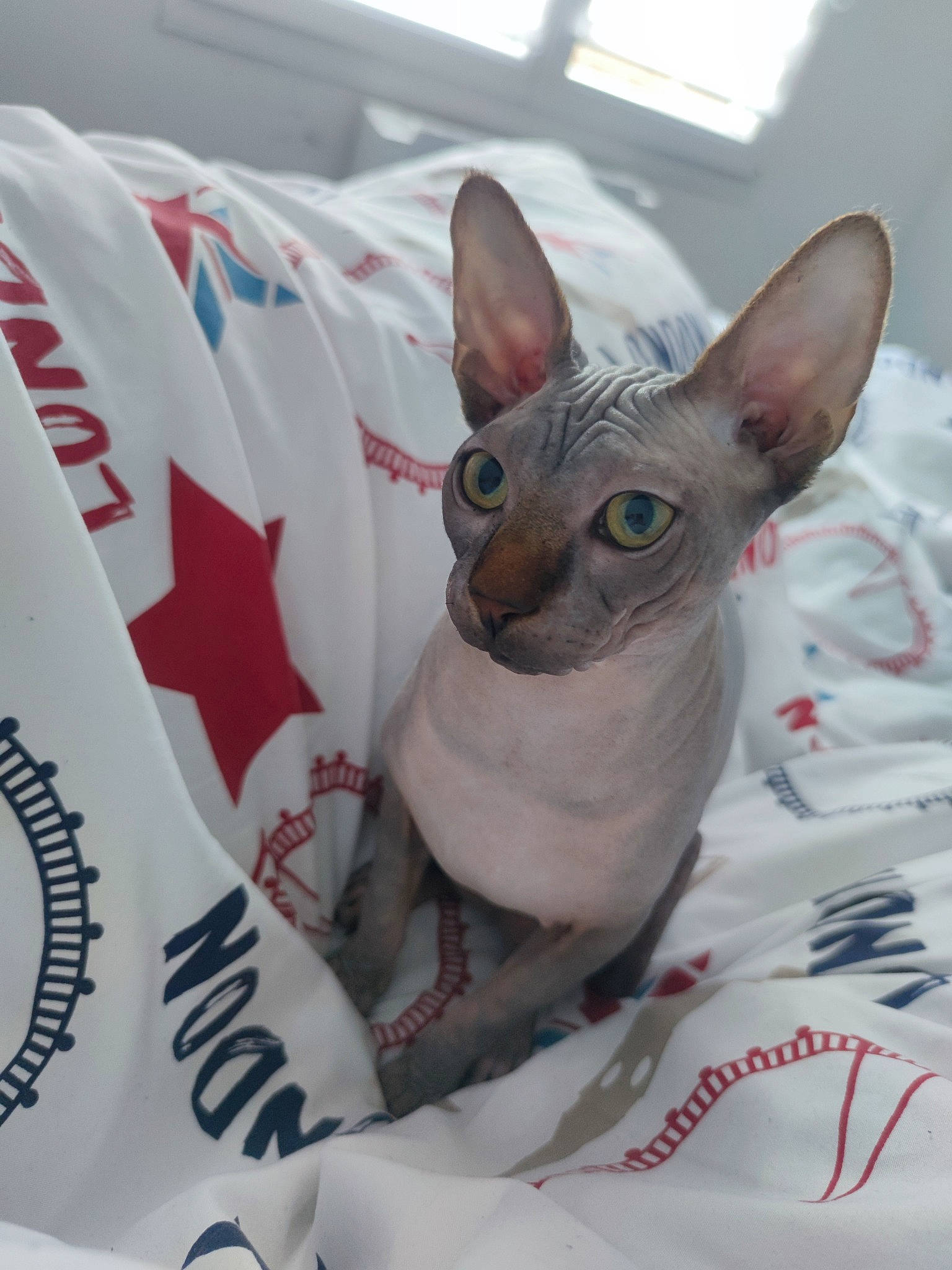 Safran a rejoint le concours — aidez-le/la à gagner de superbes lots ! carmine, carnivore, cat, cat_supply, comfort, cone, devon_rex, domestic_short_haired_cat, fawn, felidae, mammal, pet_supply, small_to_medium_sized_cats, snout, whiskers