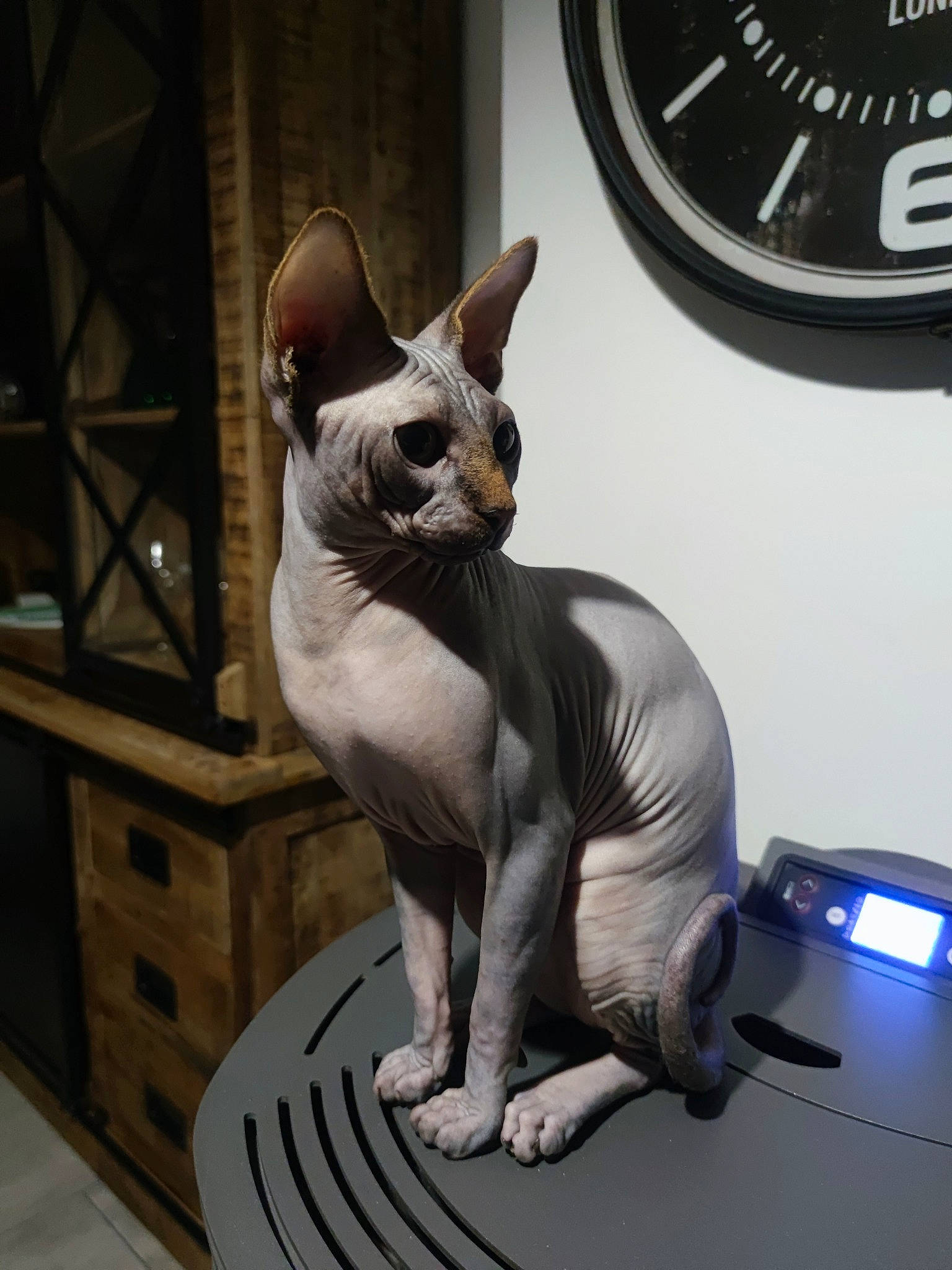 Safran participe au concours pour gagner de l'argent avec cette photo : animal_figure, art, canidae, carnivore, companion_dog, dog_breed, donskoy, fawn, felidae, grey, head, metal, sculpture, small_to_medium_sized_cats, snout, tail, toy, whiskers, wood, working_animal